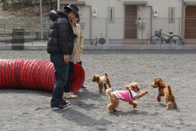 ノーリード 栗平 安い 犬